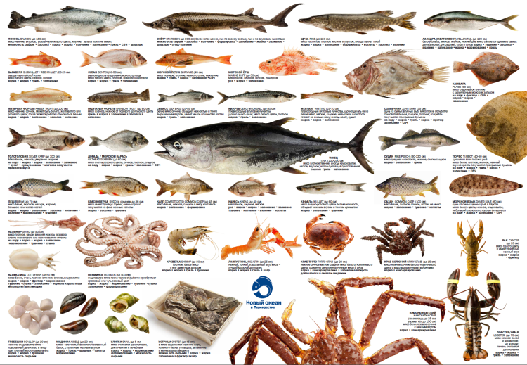 Новый океан